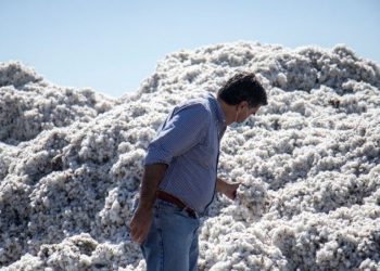 Capitanich destacó el rendimiento de soja y algodón y proyecta buenas cosechas para el agro chaqueño