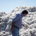 Capitanich destacó el rendimiento de soja y algodón y proyecta buenas cosechas para el agro chaqueño
