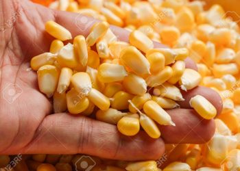 Charata: sin documentación llevaba 30 mil kilos de maíz a granel