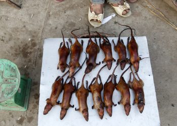 Un 56 % de las ratas salvajes que se consumen en restaurantes de Vietnam tendrían algún coronavirus