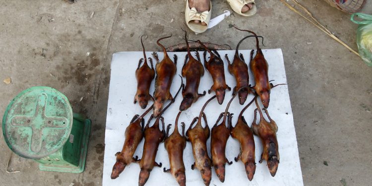 Un 56 % de las ratas salvajes que se consumen en restaurantes de Vietnam tendrían algún coronavirus