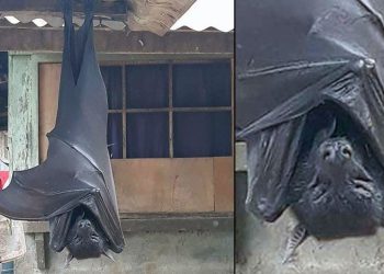Se viraliza la imagen de un murciélago “de tamaño humano” encontrado en Filipinas