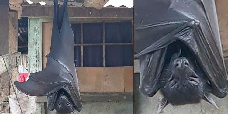Se viraliza la imagen de un murciélago “de tamaño humano” encontrado en Filipinas