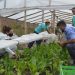 Magda Ayala: “Es un gran orgullo para nuestra municipalidad trabajar en la huerta con los merenderos y comedores de la ciudad”