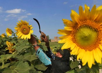 La demanda mundial sube los precios e impulsa el cultivo de girasol en la zona núcleo