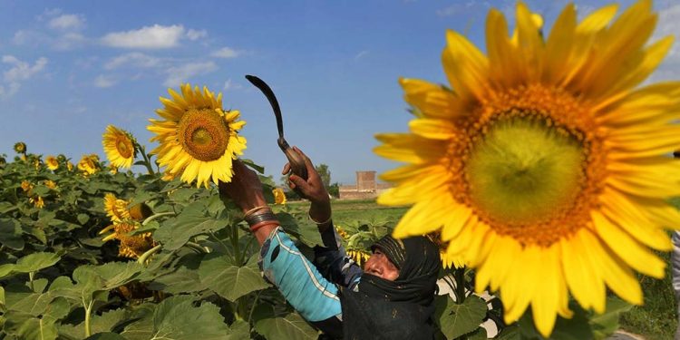 La demanda mundial sube los precios e impulsa el cultivo de girasol en la zona núcleo