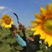 La demanda mundial sube los precios e impulsa el cultivo de girasol en la zona núcleo