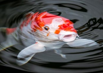 Hallan peces capaces de caminar fuera del agua
