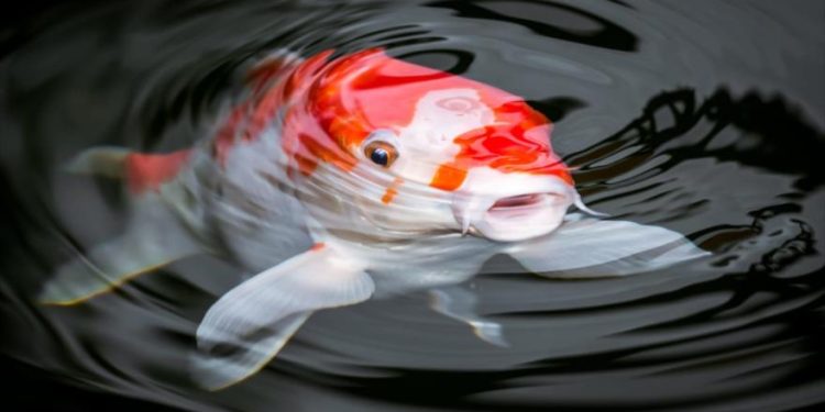 Hallan peces capaces de caminar fuera del agua
