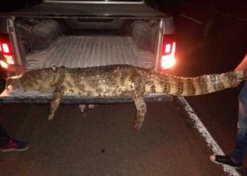 Demoraron a un hombre que transportaba un yacaré en su camioneta