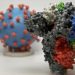 Nueva variante: Conozcan características temibles del nuevo coronavirus británico