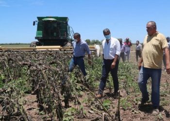 Capitanich acompañó el inicio de la Cosecha de Girasol en Napenay