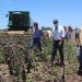 Capitanich acompañó el inicio de la Cosecha de Girasol en Napenay