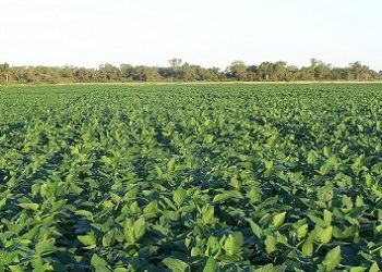 En alza: El precio de la soja superó los US$500 en Chicago y alcanzó su valor más alto desde 2014