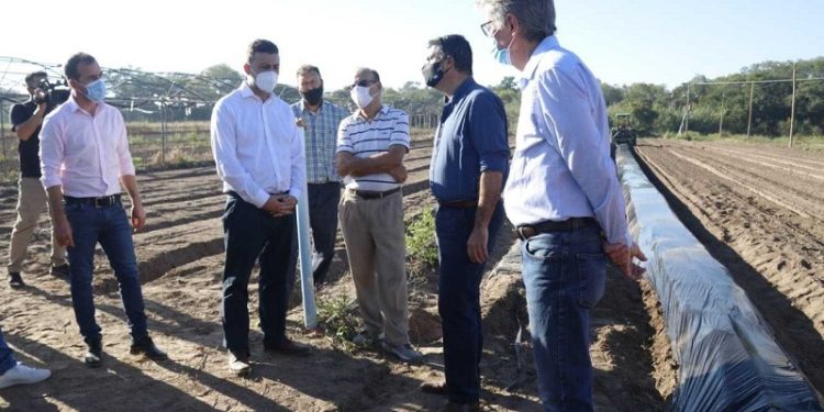 Frutillas del Chaco para Danone: la estrategia productiva que garantiza volumen y alta calidad