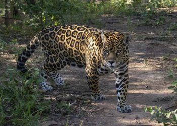 Con el arribo de la Yaguareté Isis al parque nacional El Impenetrable se logró el reingreso de Qaramta a la zona protegida