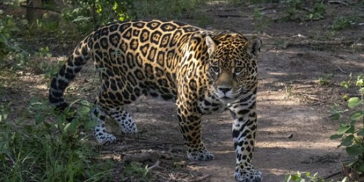 Con el arribo de la Yaguareté Isis al parque nacional El Impenetrable se logró el reingreso de Qaramta a la zona protegida