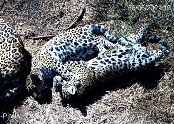 Nalá y Takajay, los cachorros de yaguareté, crecen saludables en El Impenetrable