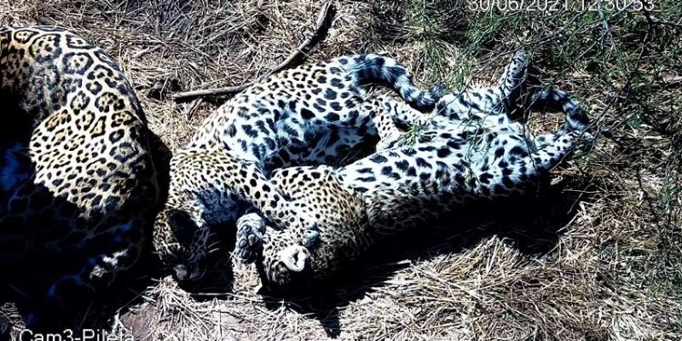 Nalá y Takajay, los cachorros de yaguareté, crecen saludables en El Impenetrable