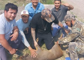 Atraparon un guazuncho joven que estaba herido en el barrio Felipe Gallardo