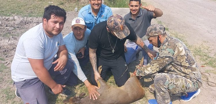 Atraparon un guazuncho joven que estaba herido en el barrio Felipe Gallardo