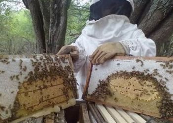 Chaco se posiciona en el mundo con la producción de miel orgánica y propóleos