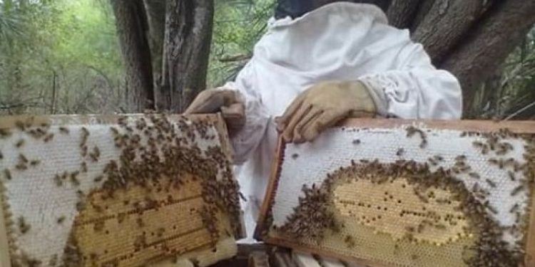 Chaco se posiciona en el mundo con la producción de miel orgánica y propóleos