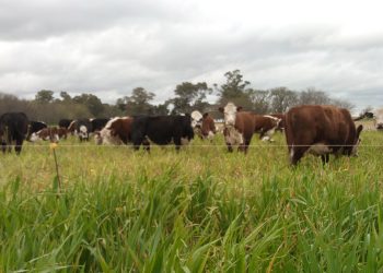 Cómo prevenir intoxicaciones con nitratos en bovinos