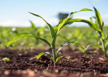 Con nitrógeno foliar, las gramíneas logran un plus de rendimiento