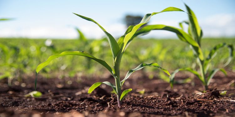Con nitrógeno foliar, las gramíneas logran un plus de rendimiento