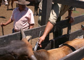 Cooperación de países americanos para que en 2030 sea una región libre de aftosa