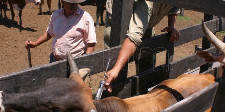 Cooperación de países americanos para que en 2030 sea una región libre de aftosa