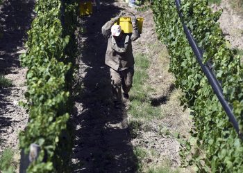 Destinarán $500 millones para productores vitivinícolas en situación de vulnerabilidad