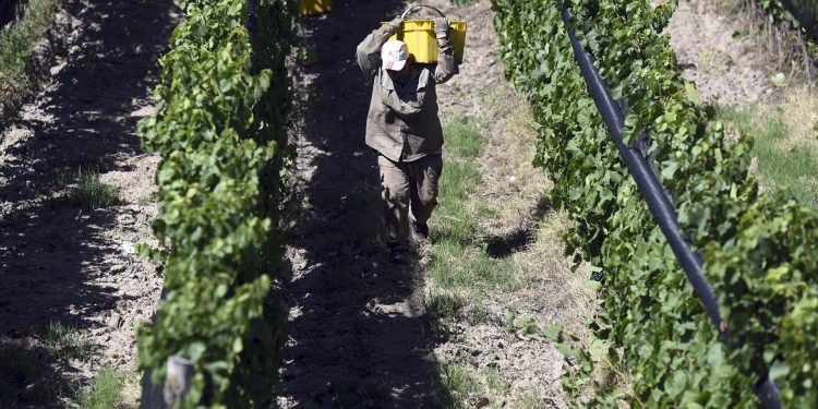 Destinarán $500 millones para productores vitivinícolas en situación de vulnerabilidad