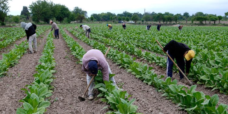 El acopio del tabaco superó los 30 millones de kilos en Misiones