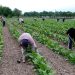 El acopio del tabaco superó los 30 millones de kilos en Misiones