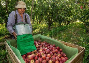 Esperan el arribo de 20.000 trabajadores golondrina para la cosecha en Río Negro