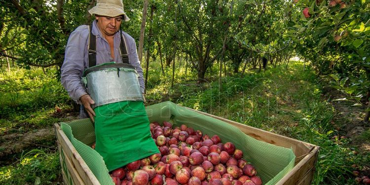 Esperan el arribo de 20.000 trabajadores golondrina para la cosecha en Río Negro