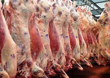 La faena de hembras ya superó el 50% en la industria frigorífica