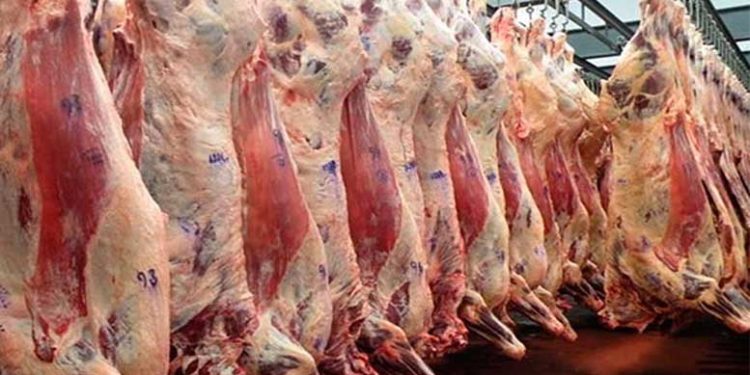 La faena de hembras ya superó el 50% en la industria frigorífica