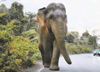 Los elefantes se ven mejor con Cameron