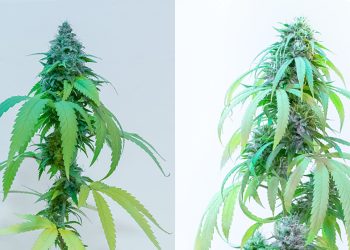 Pachamama y Malvina, las primeras semillas de cannabis medicinal con tecnología CONICET