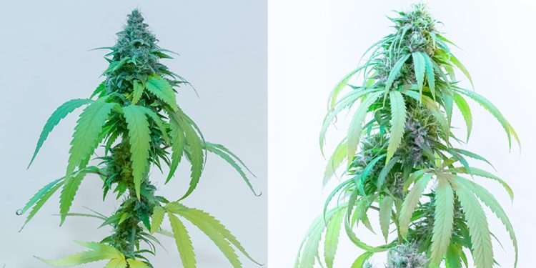 Pachamama y Malvina, las primeras semillas de cannabis medicinal con tecnología CONICET