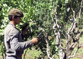 Pequeños productores de yerba se unen para industrializar en Corrientes la hoja verde