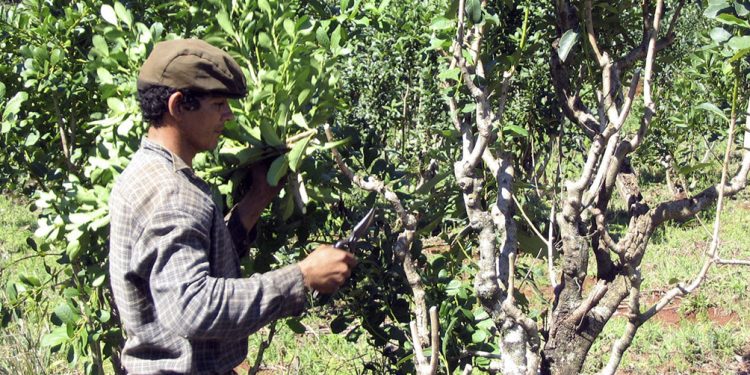 Pequeños productores de yerba se unen para industrializar en Corrientes la hoja verde