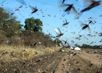 Preocupa el ingreso de una gran manga de langostas en Santiago del Estero