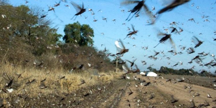 Preocupa el ingreso de una gran manga de langostas en Santiago del Estero