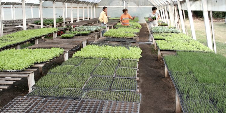 Productores hortícolas comienzan a cobrar subsidios por emergencia agropecuaria