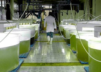 Provincias productoras y empresarios destacan perspectiva de los biocombustibles