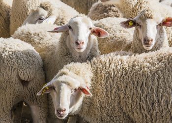 Santa Cruz: 450 trabajadores ingresarán a la zafra lanera bajo protocolo de coronavirus